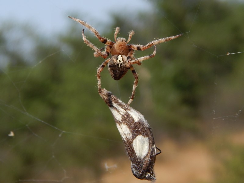 Araneus angulatus con Melanargia galathea -